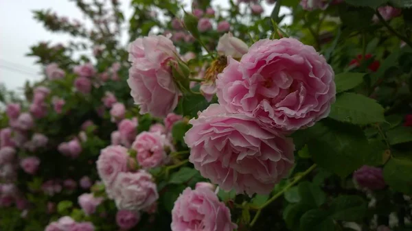 Belles Roses Roses Slovaquie — Photo