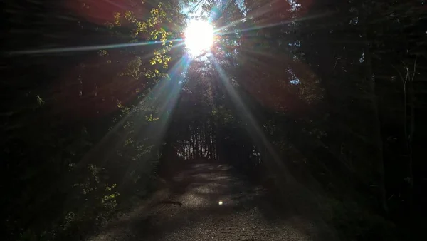 Bela Floresta Dia Ensolarado — Fotografia de Stock