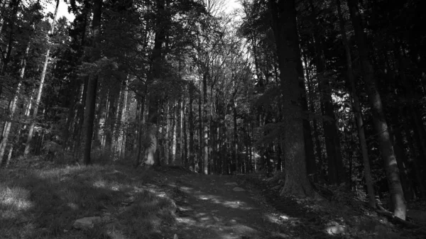 Bergwald Schwarz Weiß Tönen — Stockfoto