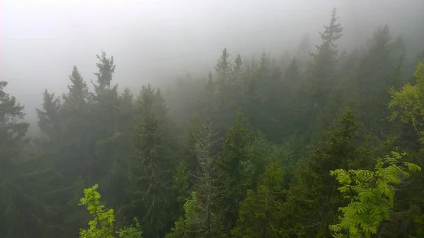 Nebel Wald Herbst Slowakei — Stockfoto