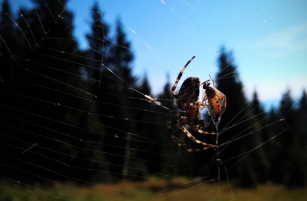 Pók Interneten Természet Háttér — Stock Fotó