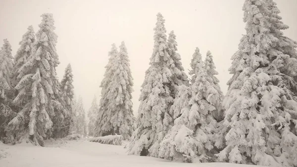 Winter Landscape Snowy Forest — Stock Photo, Image