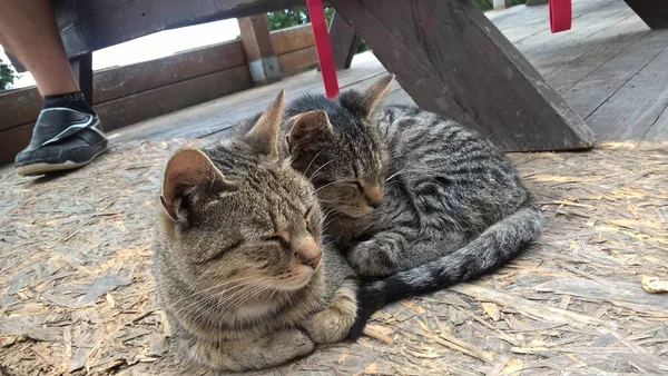 Gatos Descansando Chão Madeira — Fotografia de Stock