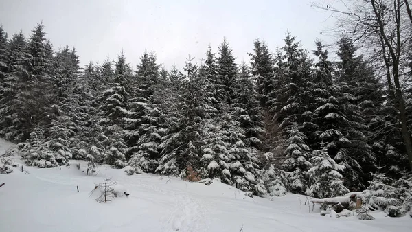 Natura Coperta Neve Durante Profondo Inverno Slovacchia — Foto Stock