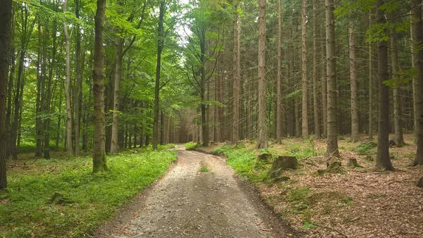 Silniční Stezka Zeleném Lese — Stock fotografie