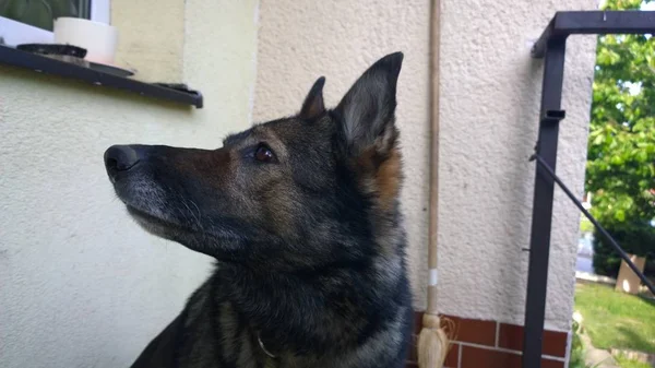 Cara Cão Perto Edifício Perto — Fotografia de Stock