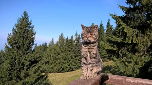 Katze Ruht Bei Sonnigem Wetter Auf Holzbalkon Den Bergen — Stockfoto