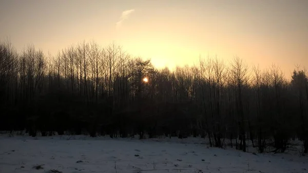 Západ Slunce Nad Zasněženým Zimním Lesem — Stock fotografie