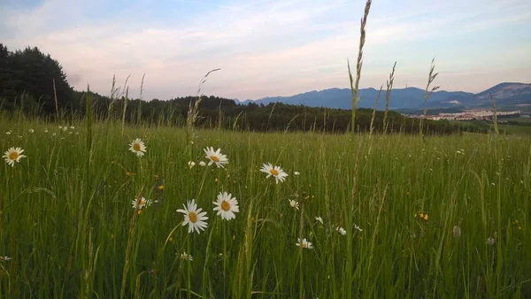 Belles Fleurs Sauvages Été — Photo