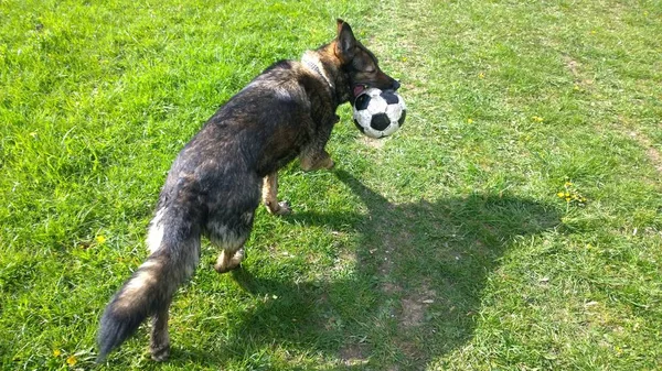 Cão Brincando Com Bola Prado Verde — Fotografia de Stock