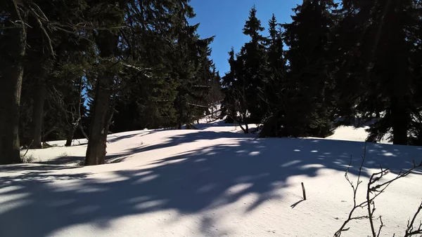 美しい森の中の冬 — ストック写真