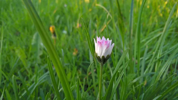 Schöne Wildblumen Frühling Oder Sommer — Stockfoto