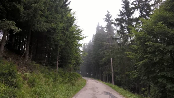 Sisli Ormanda Yol — Stok fotoğraf