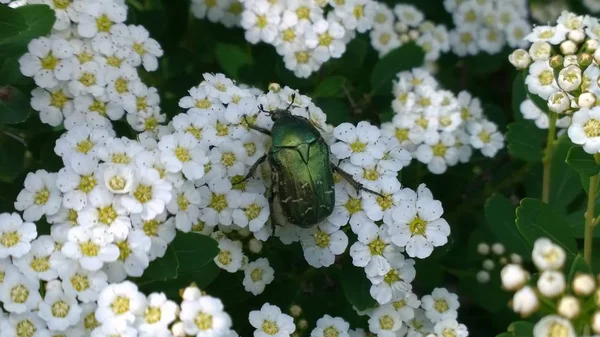 Bug Witte Bloemen Tuin — Stockfoto