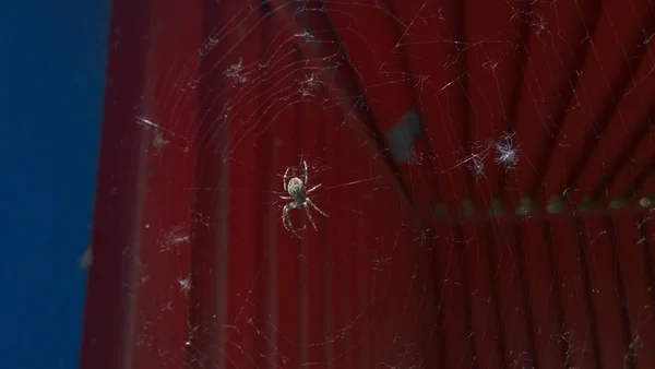 Spinne Mit Netz Auf Rotem Hintergrund — Stockfoto