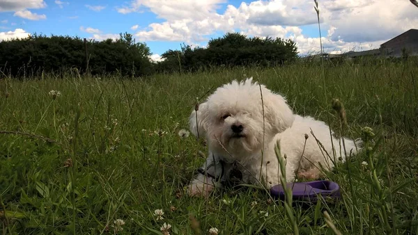狗躺在绿色的草地上 — 图库照片