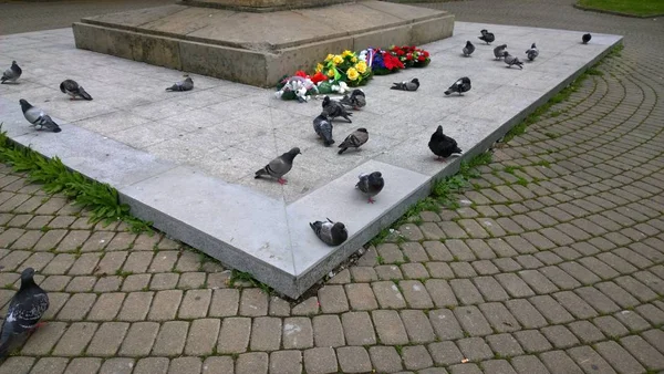Gołębie Placu Pomnikiem Mieście Europejskim — Zdjęcie stockowe