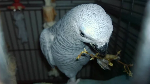 Weißer Papagei Käfig — Stockfoto