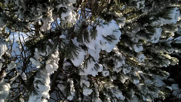 Снігові Дерева Зимовому Лісі — стокове фото