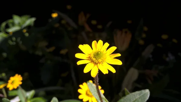 Hermosas Flores Silvestres Verano —  Fotos de Stock