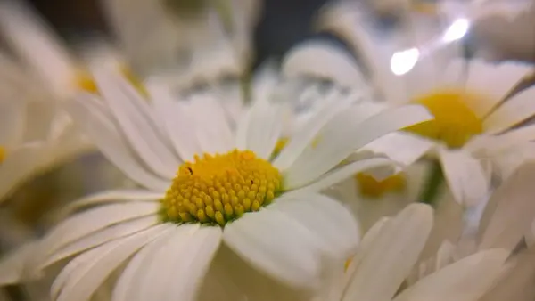 Güzel Yaz Kır Çiçekleri — Stok fotoğraf