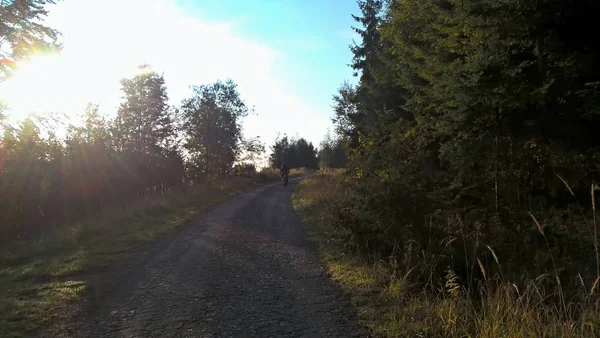 日当たりの良い秋の森の道 — ストック写真