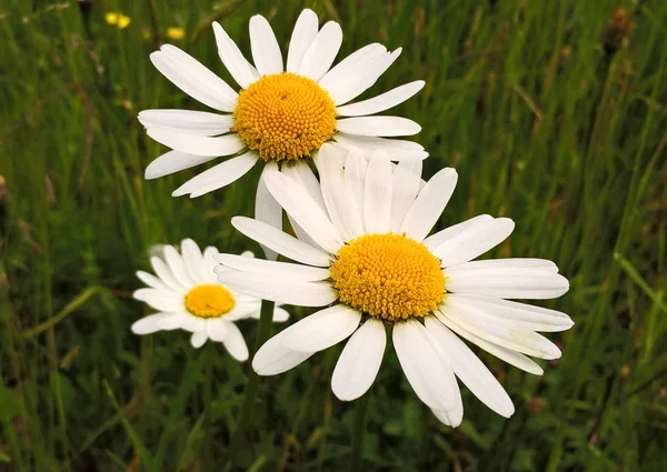 Güzel Yaz Kır Çiçekleri — Stok fotoğraf