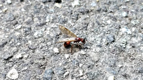 Insecto Roca Piedra Cerca — Foto de Stock