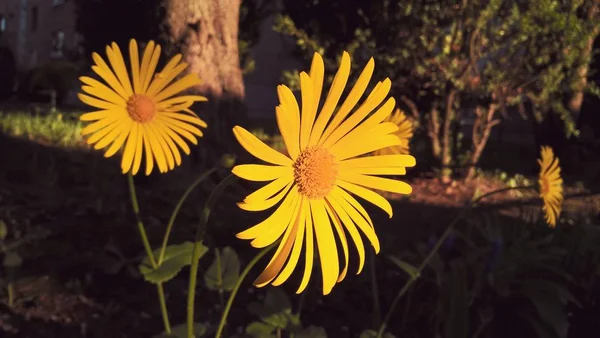 Красивые Полевые Цветы Лугу — стоковое фото