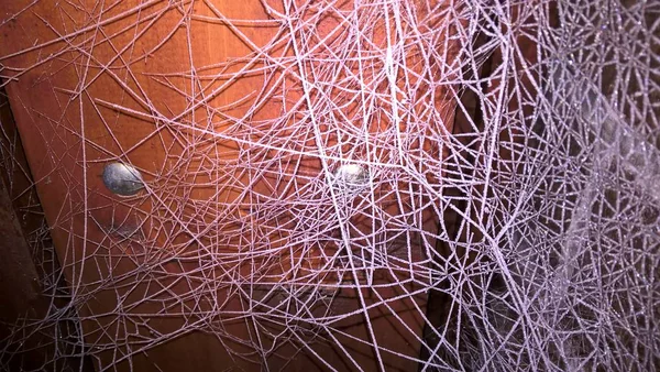 氷の針が付いている冷凍クモの網 スロバキア — ストック写真