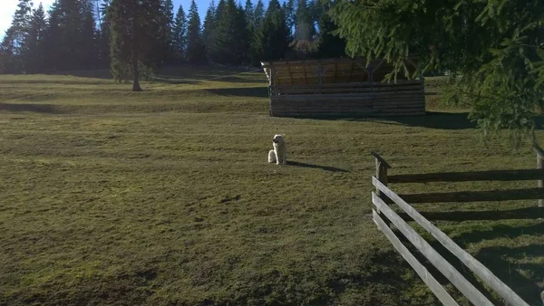 Pies Siedzący Łące Wiejskim Krajobrazie — Zdjęcie stockowe