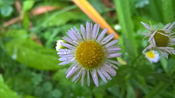 Lindas Flores Selvagens Verão — Fotografia de Stock