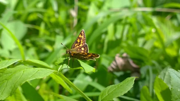 Farfalla Foglie Verdi Vicino — Foto Stock