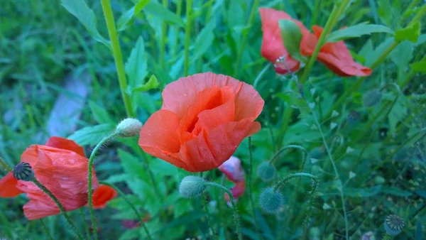 花园里的红罂粟 斯洛伐克 — 图库照片