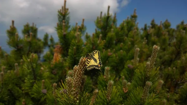 Vue Rapprochée Papillon Jaune Assis Sur Pin Dans Une Forêt — Photo