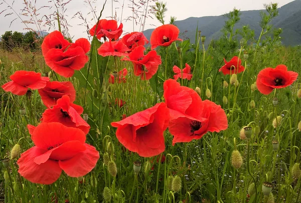 Campo Flores Cachorro Vermelho — Fotografia de Stock