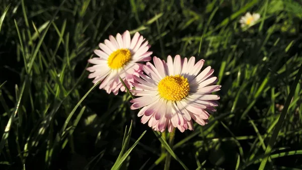 Çayır Üzerinde Güzel Kır Çiçekleri — Stok fotoğraf