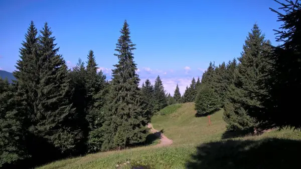 Stift Träd Skog Fjällen — Stockfoto