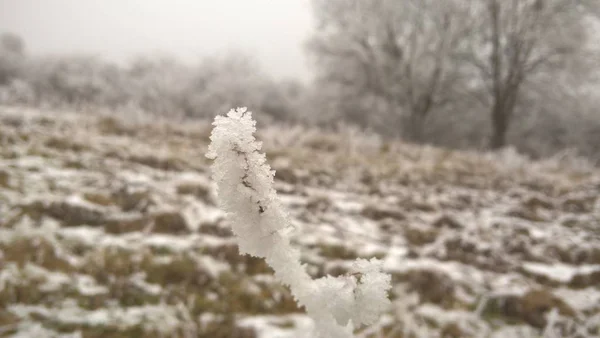 冬の森の雪枝 — ストック写真