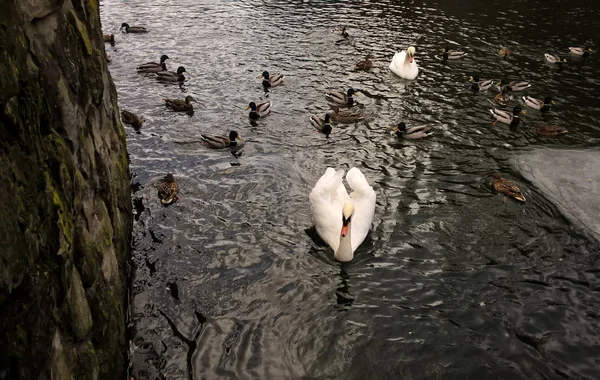 Swans Ducks Swimming Lake Slovakia — Stock Photo, Image