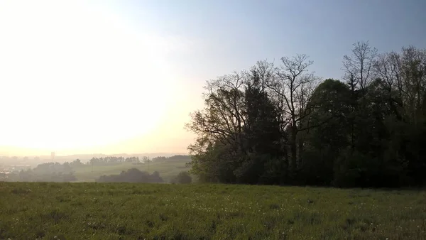 Wiesenlandschaft Bei Sonnigem Tag — Stockfoto