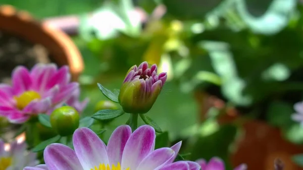 Paarse Bloemen Groene Tuin — Stockfoto