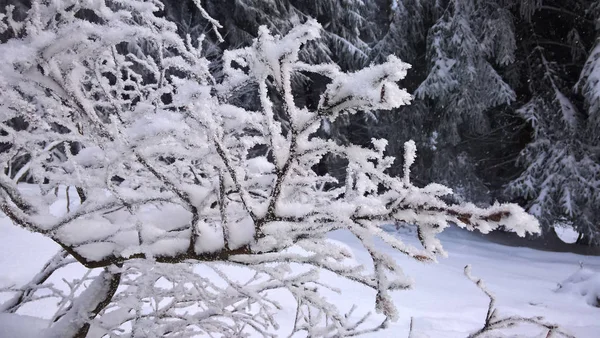 Όμορφο Χειμερινό Τοπίο Χιόνι Καλύπτονται — Φωτογραφία Αρχείου
