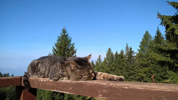 Katze Ruht Bei Sonnigem Wetter Auf Holzbalkon Den Bergen — Stockfoto