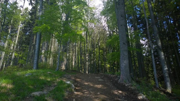 Forêt Montagne Verte Par Temps Ensoleillé — Photo