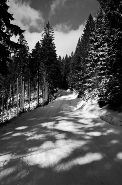 Karlı Kış Yol Orman — Stok fotoğraf