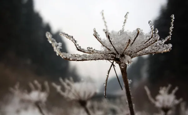 Zasněžené Větve Stromů Zavřít — Stock fotografie