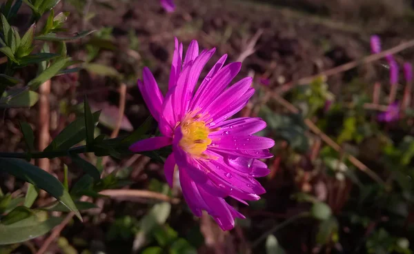 Lindas Flores Selvagens Verão — Fotografia de Stock