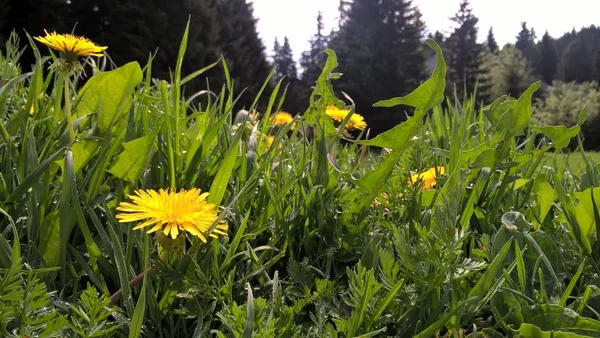 Belles Fleurs Sauvages Sur Prairie — Photo