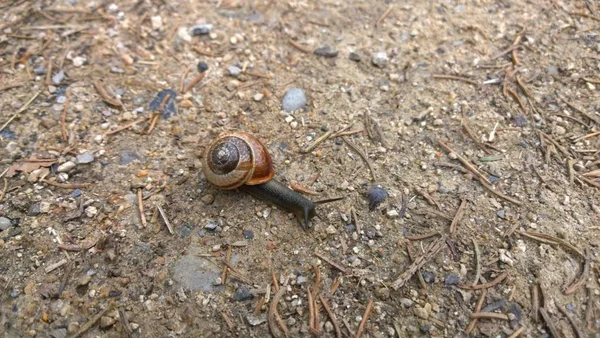 カタツムリが地面に近づいて行く — ストック写真